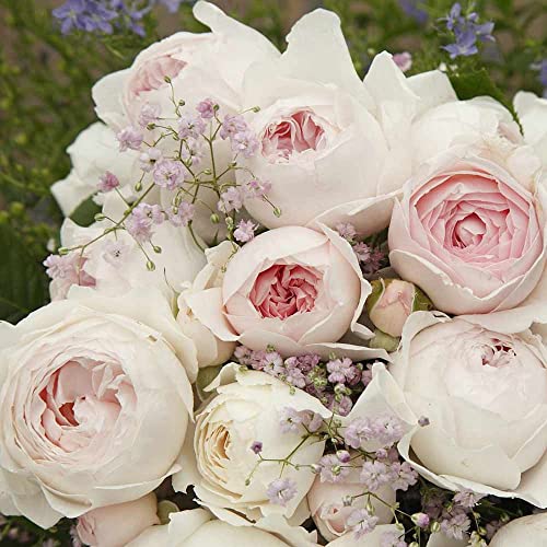 Heirloom Roses Earth Angel Rose Plant - Parfuma® Earth Angel Pink Floribunda Rose Bush, Cupped Peony Shaped Blooms