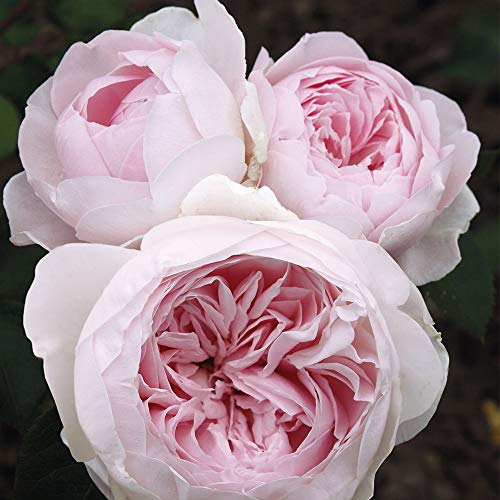 Heirloom Roses Earth Angel Rose Plant - Parfuma® Earth Angel Pink Floribunda Rose Bush, Cupped Peony Shaped Blooms