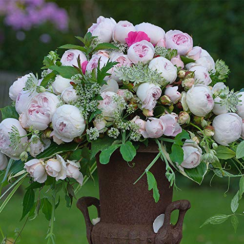 Heirloom Roses Earth Angel Rose Plant - Parfuma® Earth Angel Pink Floribunda Rose Bush, Cupped Peony Shaped Blooms