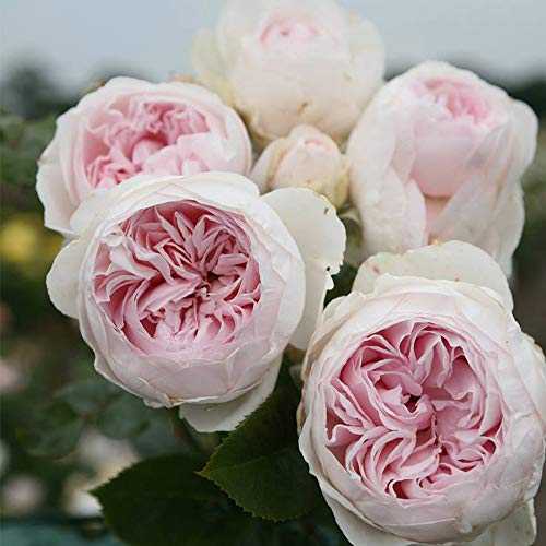 Heirloom Roses Earth Angel Rose Plant - Parfuma® Earth Angel Pink Floribunda Rose Bush, Cupped Peony Shaped Blooms