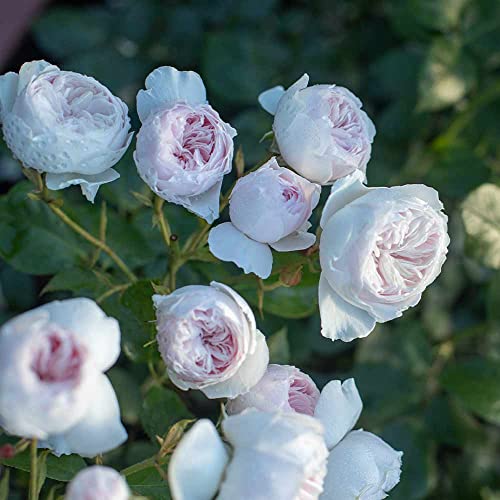 Heirloom Roses Earth Angel Rose Plant - Parfuma® Earth Angel Pink Floribunda Rose Bush, Cupped Peony Shaped Blooms