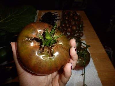 1239-Monster Amazon Black Tomato (Solanum lycopersicu) Seeds by Robsrareandgiantseeds UPC0764425789222 Non-GMO,Organic,USA Grower,Bonsai,Rapid-Growing,Fruit,1239 Package 15 Seeds