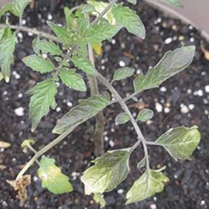 1239-Monster Amazon Black Tomato (Solanum lycopersicu) Seeds by Robsrareandgiantseeds UPC0764425789222 Non-GMO,Organic,USA Grower,Bonsai,Rapid-Growing,Fruit,1239 Package 15 Seeds