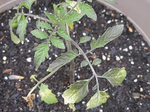 1239-Monster Amazon Black Tomato (Solanum lycopersicu) Seeds by Robsrareandgiantseeds UPC0764425789222 Non-GMO,Organic,USA Grower,Bonsai,Rapid-Growing,Fruit,1239 Package 15 Seeds