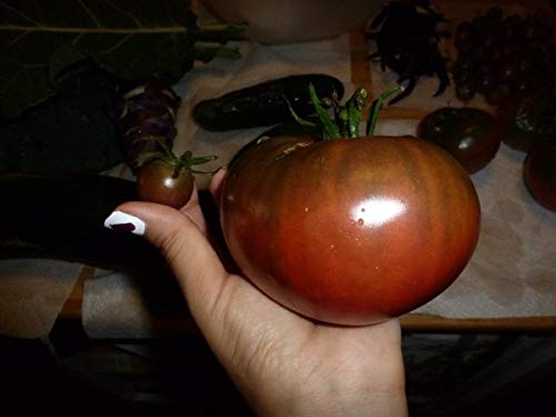 1239-Monster Amazon Black Tomato (Solanum lycopersicu) Seeds by Robsrareandgiantseeds UPC0764425789222 Non-GMO,Organic,USA Grower,Bonsai,Rapid-Growing,Fruit,1239 Package 15 Seeds