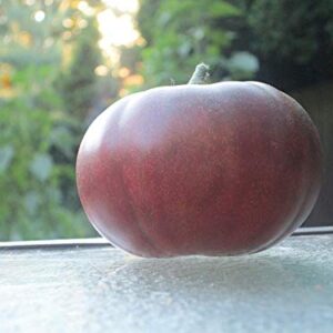 1239-Monster Amazon Black Tomato (Solanum lycopersicu) Seeds by Robsrareandgiantseeds UPC0764425789222 Non-GMO,Organic,USA Grower,Bonsai,Rapid-Growing,Fruit,1239 Package 15 Seeds