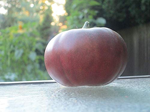 1239-Monster Amazon Black Tomato (Solanum lycopersicu) Seeds by Robsrareandgiantseeds UPC0764425789222 Non-GMO,Organic,USA Grower,Bonsai,Rapid-Growing,Fruit,1239 Package 15 Seeds