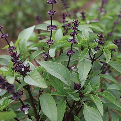 Gaea's Blessing Thai Basil Seeds - Non-GMO - with Easy to Follow Planting Instructions - Open-Pollinated Heirloom High Yield Heirloom 85% Germination Rate