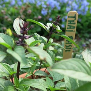 Gaea's Blessing Thai Basil Seeds - Non-GMO - with Easy to Follow Planting Instructions - Open-Pollinated Heirloom High Yield Heirloom 85% Germination Rate