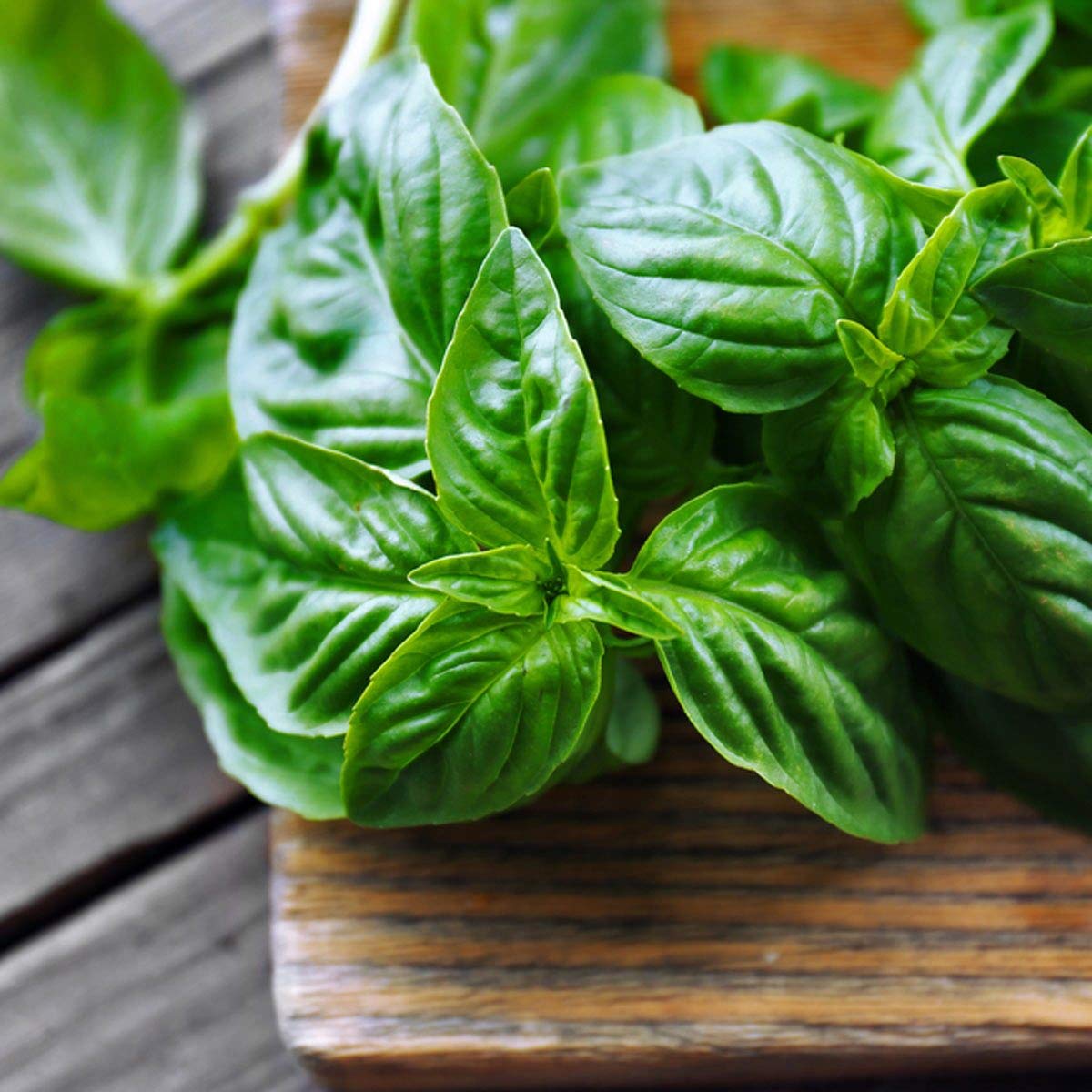 Gaea's Blessing Thai Basil Seeds - Non-GMO - with Easy to Follow Planting Instructions - Open-Pollinated Heirloom High Yield Heirloom 85% Germination Rate