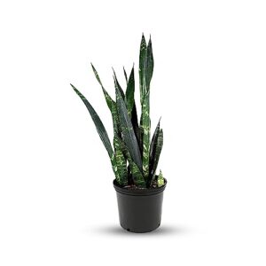 american plant exchange sansevieria trifasciata black coral live plant, 3 gallon, indoor/outdoor air purifier