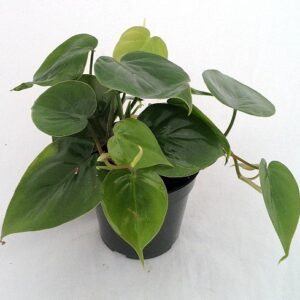 Heart Leaf Philodendron cordatum - 2 Plants - World's Easiest Houseplant-3" Pots