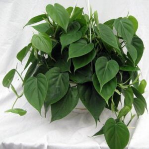 Heart Leaf Philodendron cordatum - 2 Plants - World's Easiest Houseplant-3" Pots