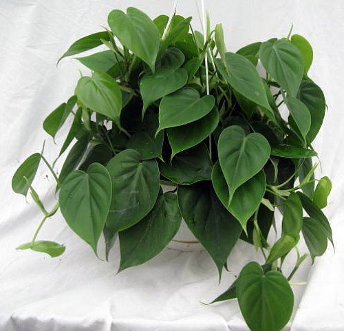 Heart Leaf Philodendron cordatum - 2 Plants - World's Easiest Houseplant-3" Pots