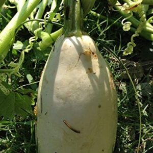 1292-Mexican White Squash (Calabacitas) Seeds by Robsrareandgiantseeds UPC0764425789925 Non-GMO,Organic,USA Grower,Bonsai,Showy,Container,Trellis,Hanging Basket,1292 Package of 7 Seeds