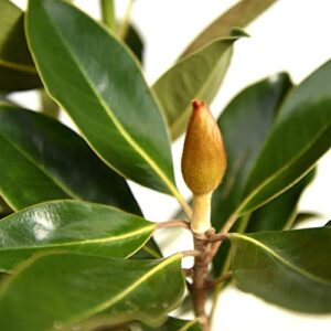 PERFECT PLANTS Little Gem Magnolia Live Plant, 3-4', Includes Care Guide