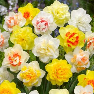 daffodil, narcissus double mix, (25 bulbs) top size 14/16 cm. shipping now !