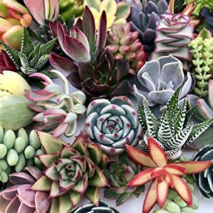 10 Assorted Live Succulent Cuttings, No 2 Succulents Alike, Great for Terrariums, Mini Gardens, and as Starter Plants by The Succulent Cult