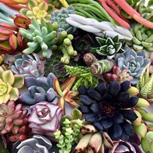 10 Assorted Live Succulent Cuttings, No 2 Succulents Alike, Great for Terrariums, Mini Gardens, and as Starter Plants by The Succulent Cult