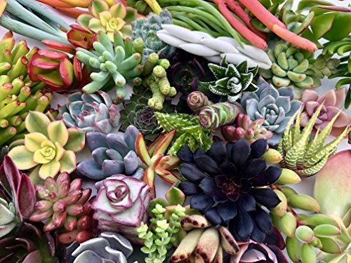 10 Assorted Live Succulent Cuttings, No 2 Succulents Alike, Great for Terrariums, Mini Gardens, and as Starter Plants by The Succulent Cult