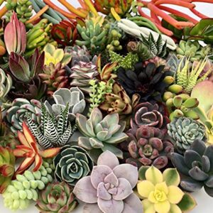 10 Assorted Live Succulent Cuttings, No 2 Succulents Alike, Great for Terrariums, Mini Gardens, and as Starter Plants by The Succulent Cult