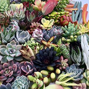 10 Assorted Live Succulent Cuttings, No 2 Succulents Alike, Great for Terrariums, Mini Gardens, and as Starter Plants by The Succulent Cult