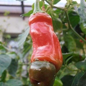 1312-Penis Peter Pepper Mix (Capsicum chinense) Seeds by Robsrareandgiantseeds UPC0764425789666 Bonsai,Non-GMO, Hottest,Organic,Historic,Super Hot, 1312 Package of 10 Seeds