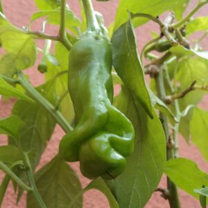 1312-Penis Peter Pepper Mix (Capsicum chinense) Seeds by Robsrareandgiantseeds UPC0764425789666 Bonsai,Non-GMO, Hottest,Organic,Historic,Super Hot, 1312 Package of 10 Seeds