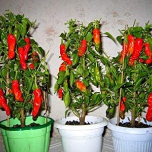 1312-Penis Peter Pepper Mix (Capsicum chinense) Seeds by Robsrareandgiantseeds UPC0764425789666 Bonsai,Non-GMO, Hottest,Organic,Historic,Super Hot, 1312 Package of 10 Seeds