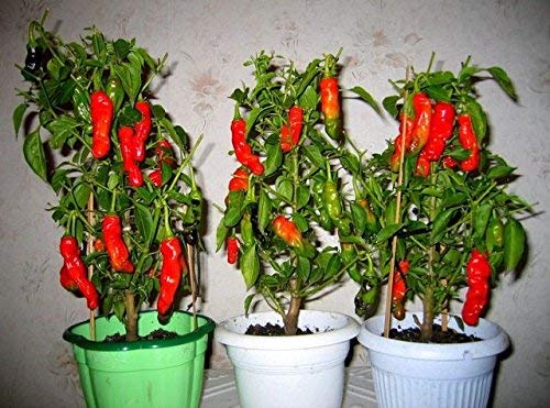 1312-Penis Peter Pepper Mix (Capsicum chinense) Seeds by Robsrareandgiantseeds UPC0764425789666 Bonsai,Non-GMO, Hottest,Organic,Historic,Super Hot, 1312 Package of 10 Seeds