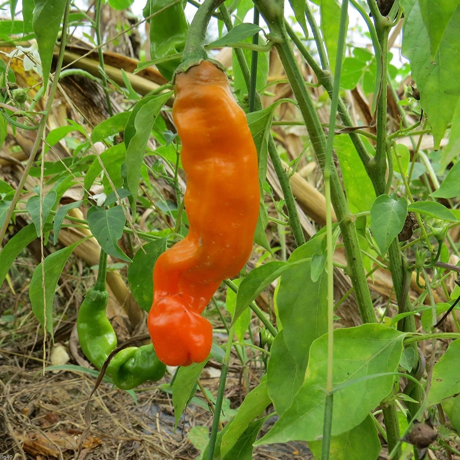 1312-Penis Peter Pepper Mix (Capsicum chinense) Seeds by Robsrareandgiantseeds UPC0764425789666 Bonsai,Non-GMO, Hottest,Organic,Historic,Super Hot, 1312 Package of 10 Seeds