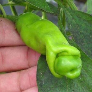 1312-Penis Peter Pepper Mix (Capsicum chinense) Seeds by Robsrareandgiantseeds UPC0764425789666 Bonsai,Non-GMO, Hottest,Organic,Historic,Super Hot, 1312 Package of 10 Seeds