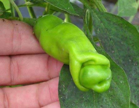 1312-Penis Peter Pepper Mix (Capsicum chinense) Seeds by Robsrareandgiantseeds UPC0764425789666 Bonsai,Non-GMO, Hottest,Organic,Historic,Super Hot, 1312 Package of 10 Seeds