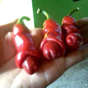 1312-Penis Peter Pepper Mix (Capsicum chinense) Seeds by Robsrareandgiantseeds UPC0764425789666 Bonsai,Non-GMO, Hottest,Organic,Historic,Super Hot, 1312 Package of 10 Seeds