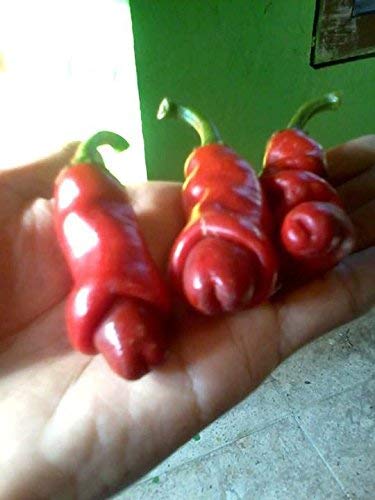 1312-Penis Peter Pepper Mix (Capsicum chinense) Seeds by Robsrareandgiantseeds UPC0764425789666 Bonsai,Non-GMO, Hottest,Organic,Historic,Super Hot, 1312 Package of 10 Seeds