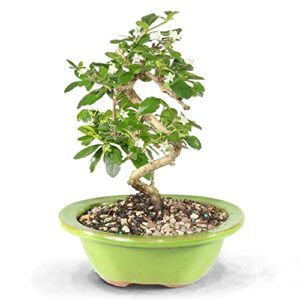 brussel's bonsai live fukien tea indoor bonsai tree-6 years old 6" to 10" tall with decorative container,