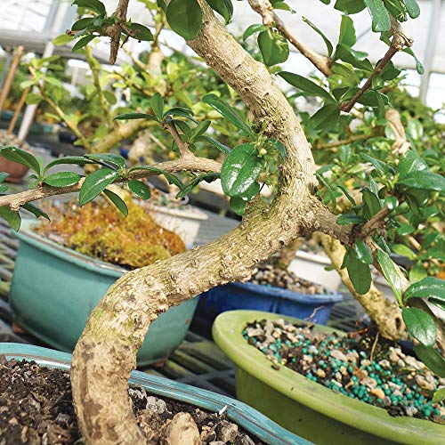 Brussel's Bonsai Live Fukien Tea Indoor Bonsai Tree-6 Years Old 6" to 10" Tall with Decorative Container,