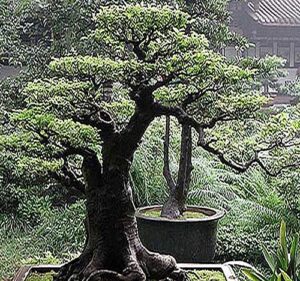 big pack bonsai tree seeds - japanese red pine tree (150 seeds) - pinus densiflora pine tree seeds - non-gmo seeds by myseeds.co (big pack - japanese red pine)