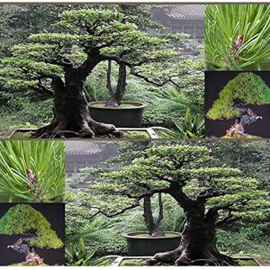 Big Pack Bonsai Tree Seeds - Japanese RED Pine Tree (150 Seeds) - Pinus densiflora Pine Tree Seeds - Non-GMO Seeds by MySeeds.Co (Big Pack - Japanese Red Pine)