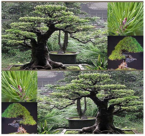 Big Pack Bonsai Tree Seeds - Japanese RED Pine Tree (150 Seeds) - Pinus densiflora Pine Tree Seeds - Non-GMO Seeds by MySeeds.Co (Big Pack - Japanese Red Pine)