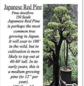 Big Pack Bonsai Tree Seeds - Japanese RED Pine Tree (150 Seeds) - Pinus densiflora Pine Tree Seeds - Non-GMO Seeds by MySeeds.Co (Big Pack - Japanese Red Pine)