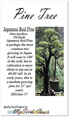 Big Pack Bonsai Tree Seeds - Japanese RED Pine Tree (150 Seeds) - Pinus densiflora Pine Tree Seeds - Non-GMO Seeds by MySeeds.Co (Big Pack - Japanese Red Pine)