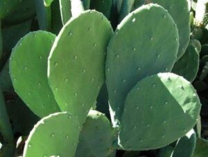 3 pads spineless thornless edible nopales prickly pear cactus pads opuntia cacanapa succulents cutting planting