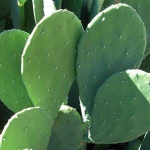 3 Pads Spineless Thornless Edible Nopales Prickly Pear Cactus Pads Opuntia Cacanapa Succulents Cutting Planting