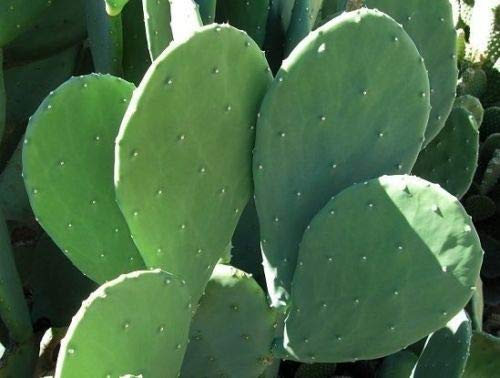 3 Pads Spineless Thornless Edible Nopales Prickly Pear Cactus Pads Opuntia Cacanapa Succulents Cutting Planting