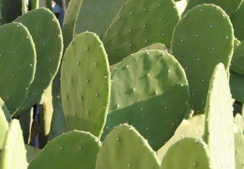 3 Pads Spineless Thornless Edible Nopales Prickly Pear Cactus Pads Opuntia Cacanapa Succulents Cutting Planting