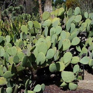 3 Pads Spineless Thornless Edible Nopales Prickly Pear Cactus Pads Opuntia Cacanapa Succulents Cutting Planting