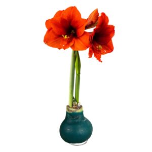waxed amaryllis bulb - green - easy care - no watering needed - beautiful holiday décor