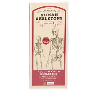 Posable Life Size Human Skeleton Family Set of 2 -Adult (5' 2")& Children (2')-Halloween Prop Indoor Outdoor Decorations w Bones- Fun & Educational Science Classroom