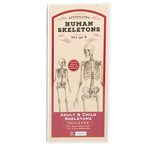 Posable Life Size Human Skeleton Family Set of 2 -Adult (5' 2")& Children (2')-Halloween Prop Indoor Outdoor Decorations w Bones- Fun & Educational Science Classroom